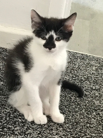 13 week old female kitten