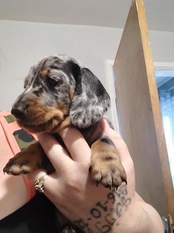 2 miniature dachshund boys