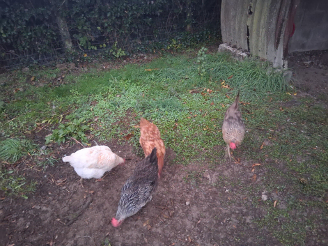 Hens looking for a home