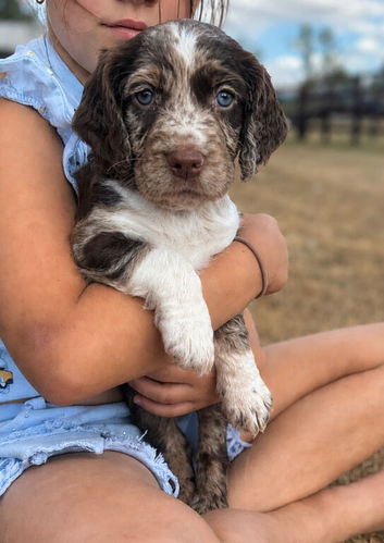 Working Cocker Spaniels