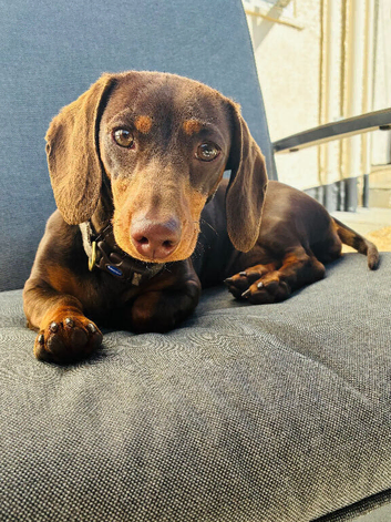 Gorgeous choc & tan daxie girl