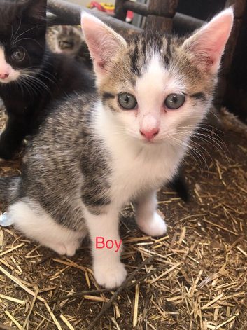 Kittens