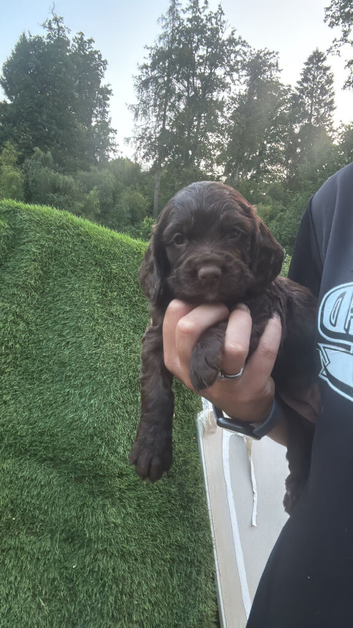 2 Sprocker spaniel Puppies