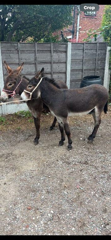 Jerry & Jet 3yo & 4yo donkey geldings