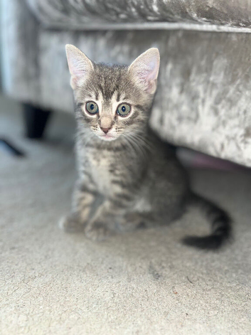 British short haired x kittens