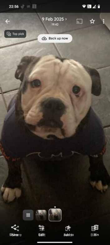 3 years old male
