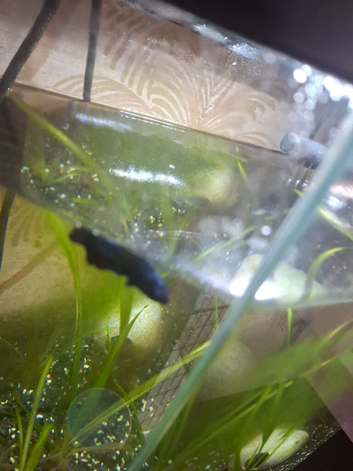 Betta fish