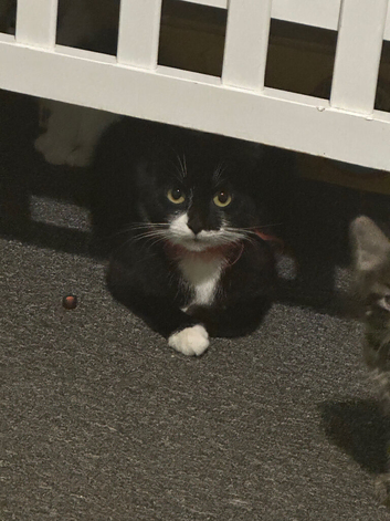 Kittens for sale