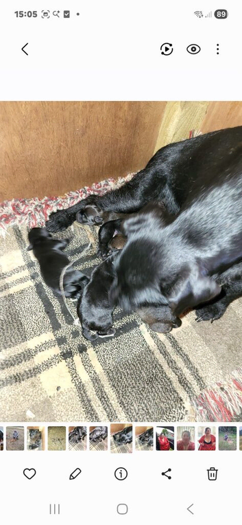 7 chunky patterdal pups