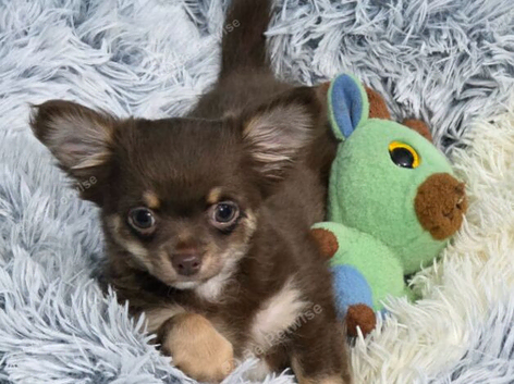 Chihuahua long coated male puppy