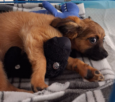 Male Chihuahua puppy for sale