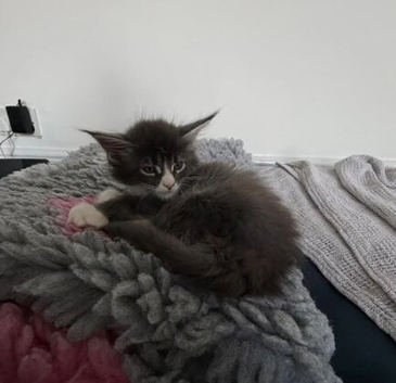 BEAUTIFUL MAINE COON KITTENS