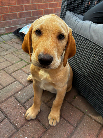 Adorable 4-Month-Old Golden Retriever x Labrador Puppy Seeking Forever Home