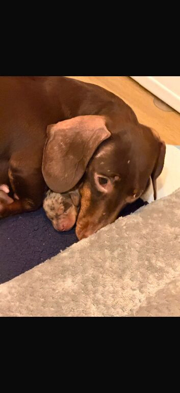 Miniature dachshund