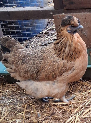 Gold top silkies