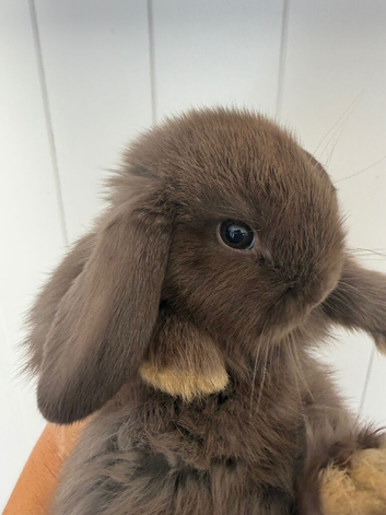 Lovely soft fluffy friendly mini lops