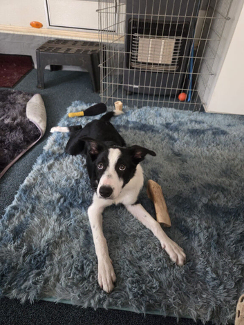 5 month old collie pup