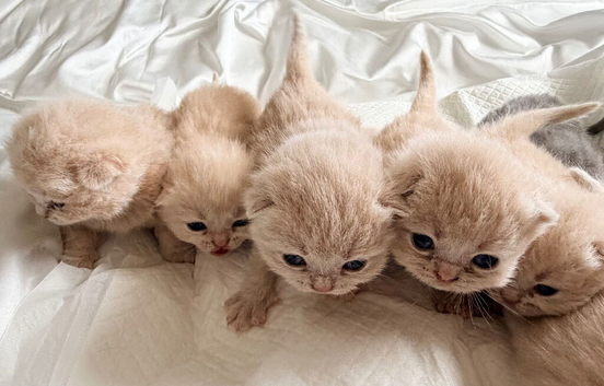 ️BRITISH SHORTHAIR CREAM KITTENS FOR SALE️ &pound;500