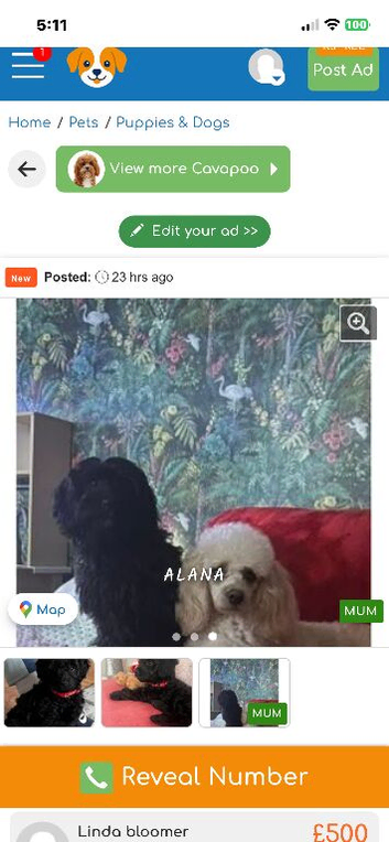 Black cavapoo