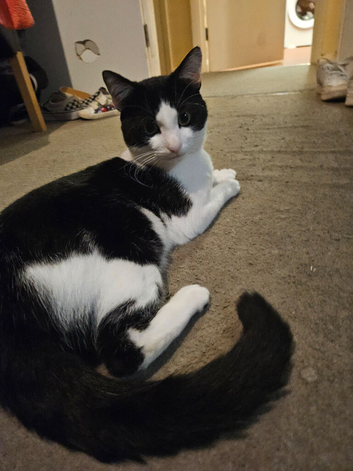 Male cow cat