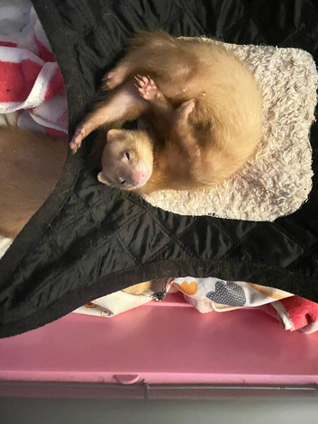 Looking for Angora ferret full or semi hob