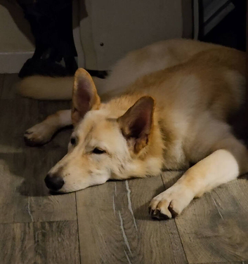 cream/white male German Shepard