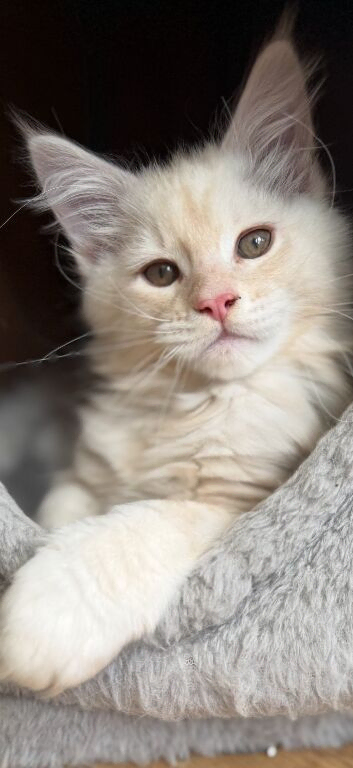 Pedigree Maine coons