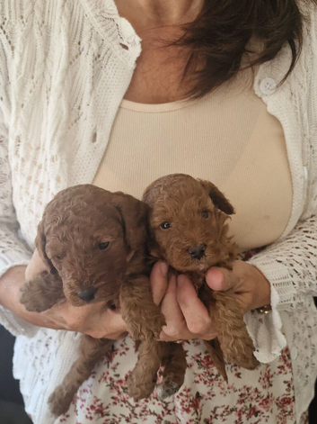 F1b  red cockapoo puppies