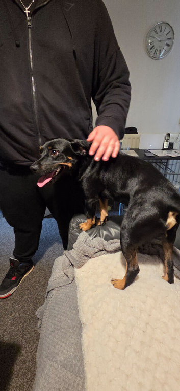 2 year old male Rottie X