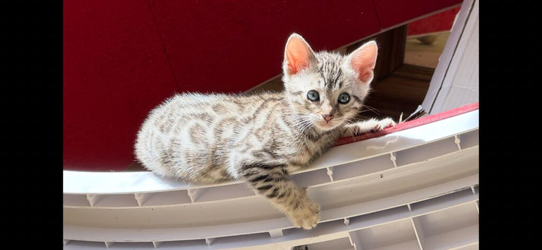 BENGAL  KITTENS, TICA REGISTERED