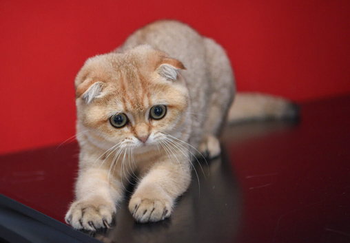 Pedigree Scottish fold kittens