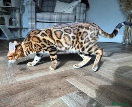 Bengal Male *STUD DUTY*