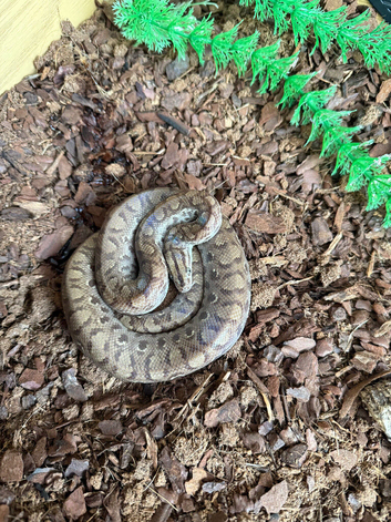 Rainbow Boa