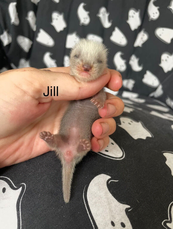 Litter of kits