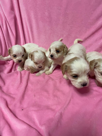 Beautiful Cavachon Puppies Available Soon