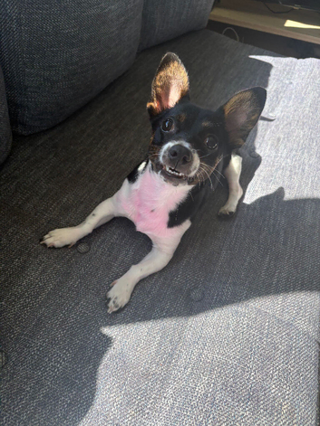 STUD WANTED JACK RUSSELL OR CHIUAHUA