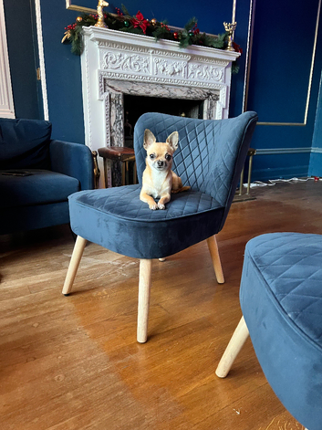 Chihuahua Stud