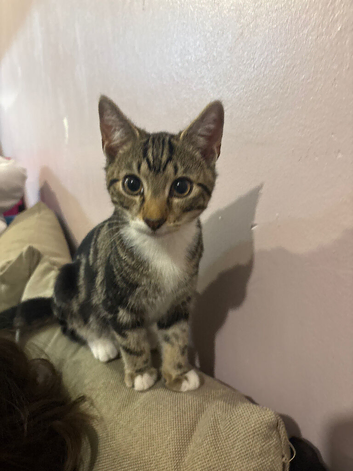 Male mixed bengal kitten