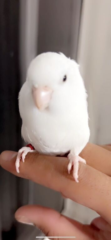Handreared parrotlet pair