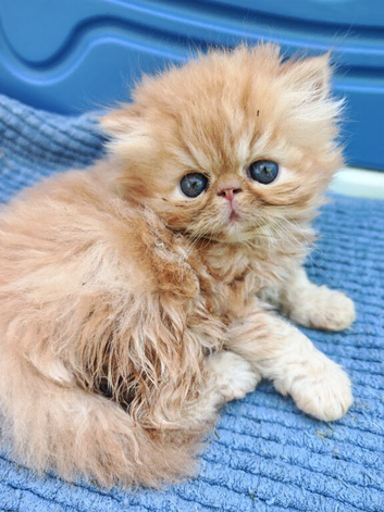 1 red tabby male persian kittens