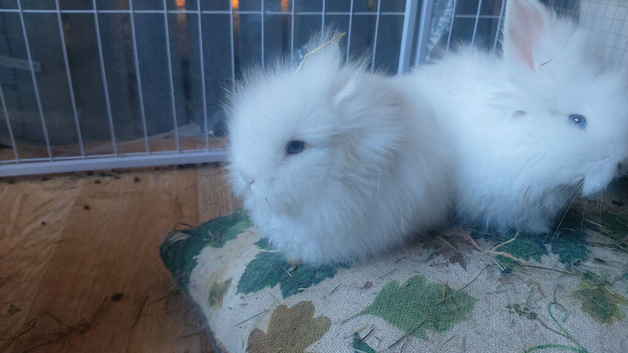 Teddy double maned lionhead rabbits