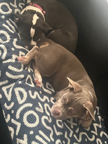 Frenchie x bull
