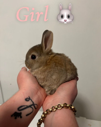 Netherland dwarf