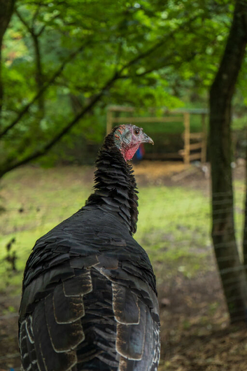 Turkey breeding male female