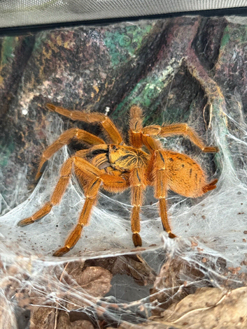 Tarantulas Mixed