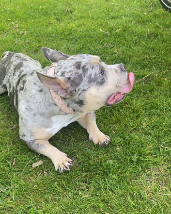 2 year old Pocket bully for rehoming (pls read full ad)
