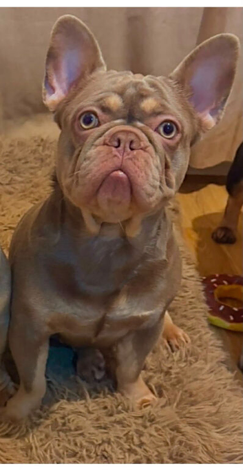 Bella nearly 5 months