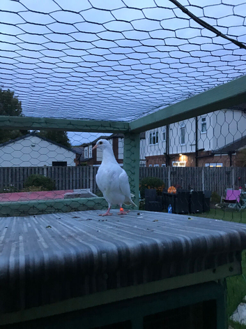 White homer pigeon FREE