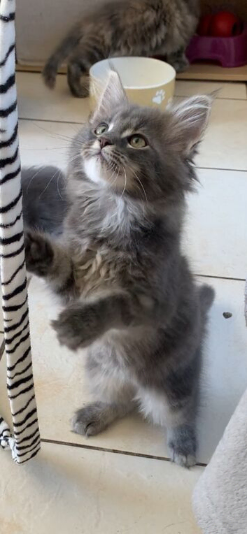 Beautiful Maine coon kittens