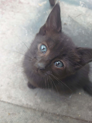 2x black female kittens 12 weeks old wormed flead